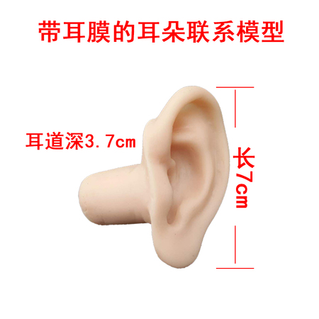 耳朵针灸模型 耳模型 耳朵针灸穴位模型 乳胶耳朵模型