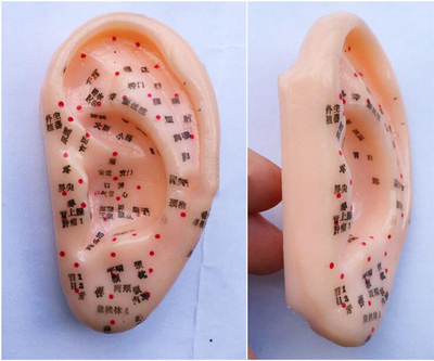耳朵针灸模型 1比1 耳模型 耳朵针灸穴位模型 正常人耳大小